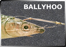Fish Hooks Hold Balyhoo Bait