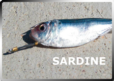 Fish Hooks Hold Sardine Bait