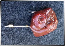 Catfishing with Chicken Livers